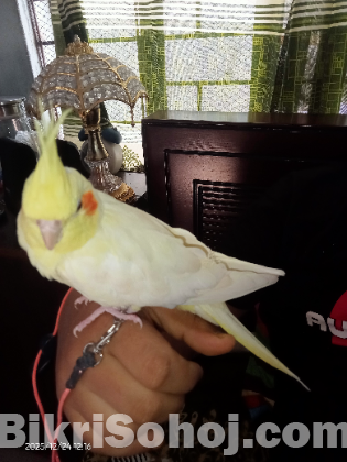 ককাটেল ফিমেল পাখি টেম